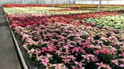 Pflanzen mit anderen Blattfarben, rosa etwa, verkaufen sich auch schon gut im Herbst