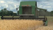 NDR Fernsehen DIE NORDSTORY - BROTZEIT IM NORDEN, "Von Bäckern mit Laib und Seele". Schon auf dem Feld bei der Ernte des Getreides entscheidet sich wie gut das Brot wird.