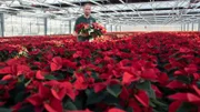 Ein Meer von Weihnachtssternen – ganz klassisch rot mögen ihn viele zum Fest am liebsten