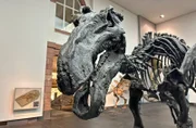 Dino im Senckenberg Museum in Frankfurt am Main.