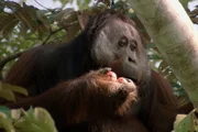 Gute Nachrichten vom Planeten - Wie wir Wälder retten Auf Borneo schützt die Forstbehörde Orang-Utans.