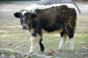 Yak-Jungtier im Zoo Berlin.
