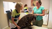 Tierärztin Alexandra Erbeldinger kann zunächst nach Blutuntersuchung und Ultraschall keine genauen Hinweise auf die Ursachen für Smillas Problem finden.