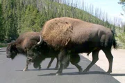 Die Yellowstone-Bisons sind die größten Landsäugetiere Amerikas. Bullen können über 1,80 Meter groß werden und bis zu einer knappen Tonne schwer.