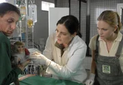 Tierpfleger Conny (Thorsten Wolf, l.) hat das verletzte Rhesusäffchen zu Susanne Mertens (Elisabeth Lanz, M.) und Anett (Anna Bertheau, r.) in die Praxis gebracht. Der kleine Affe ist so schwer verwundet, dass die Tierärztin nähen muss.