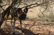 Der Afrikanische Wildhund heißt unter Wissenschaftlern "Bunter Wolf". Das liegt an seinem gefleckten Fell.
