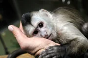 Kapuzineräffchen Sina ist eine Handaufzucht und muss einmal in der Woche gewogen werden. Kurz nach der Geburt brachte das Flaschenkind nur 250 Gramm auf die Waage. Dank liebevoller Rund-um-die-Uhr-Betreuung durch die Tierpfleger hat Sina sich aber gut entwickelt.
