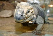 Echse Igor.