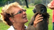 ARD/SWR DAS WAISENHAUS FÜR WILDE TIERE FOLGE 6, "Abenteuer Afrika", SWR Dokuserie mit 40 Folgen, deren Schauplatz die Tierrettungsstation "Harnas" am Rand der afrikanischen Kalahari-Wüste ist. Für viele sind die jungen Paviane eine Herausforderung – für die Gründerin von Harnas, Marieta van der Merwe, sind sie die besten Spielkameraden.