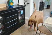 A view of the dog.