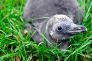 Im Tierpark Berlin wird der junge Humboldt-Pinguin Maipo für eine Federentnahme aus dem Nest geholt: Die Federprobe soll Gewissheit geben über sein Geschlecht.