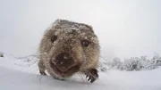 Auch Wombats haben im Winter auf Tasmanien mit Schnee zu kämpfen.