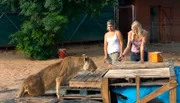 Diese Löwendame hat eine Rückenverletzung und Annika macht mit ihr Großkatzen - Gymnastik!