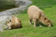 Die Wasserschwein-Dame Elena hat zwei Junge bekommen. Heute darf sie mit ihren beiden Töchtern ins Freie.