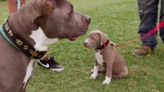 Two dogs sitting outside.