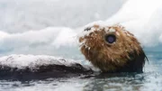 Ein künstlicher Seeotter filmt mit einer Augen-Kamera seine lebendigen Artgenossen im eisigen Pazifik vor Alaska.
