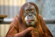 Orang-Utan-Weibchen im Zoo Berlin.