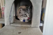 A cat is in a cat tree.