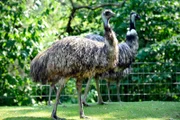 Zoo Berlin: Straußeneltern Henne Peggy und Hahn Al auf dem Freigehege