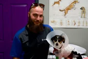 Fred has been brought into the clinic for treatment on a dog bite/hernia.