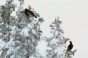 Im Winter stellen Auerhühner ihre Ernährung um und fressen hauptsächlich Knospen und Nadeln von Nadelhölzern.