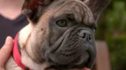 Die französische Bulldogge Lupo hat Hautprobleme, juckt und kratzt sich ständig.