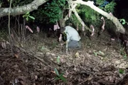 Forrest Galante cuts something for the meat tree.