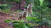 Tierreporterin Anna ist auf der Suche nach Wölfen. Die Raubtiere wurden in den letzten Jahren immer wieder im Bayerischen Wald gesichtet.