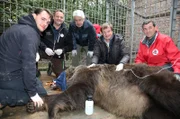 Erfolgreiche Rettung: Die Bärin Manya wird nach über 10 Jahren aus ihrem winzigen Käfig befreit (Tierarzt Marc Gölkel, Tierarzt Dr. Frank Göritz, Frank Elstner, Dr. Matthias Reinschmidt, Carsten Hertwig von der Tierschutzorganisation Vier Pfoten).