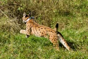 Der eurasische Luchs wird wieder in die Wildnis freigelassen