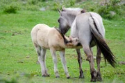 Konik Pferde
