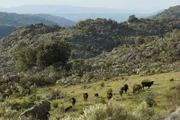 Bullen im Coa Valley, Portugal