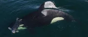 Robben gehören auf den Speiseplan der Transient Orcas.