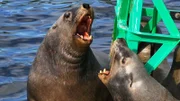 Stellersche Seelöwen haben sich auf einer Boje in Sicherheit gebracht. Solche Rettungsinseln sind sehr begehrt, denn im Wasser lauert ihre größte Gefahr – Schwertwale!