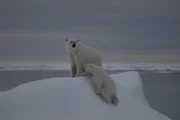 Eine Eisbärenmutter mit einem knapp einjährigen Jungen.