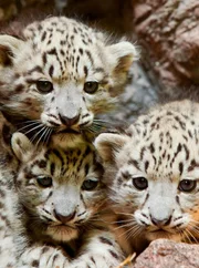 Kleine Schneeleoparden-Drillinge im Zoo von Göteborg in Schweden.