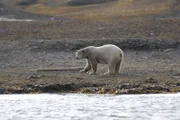 Ein harter Sommer - Eisbär ohne Eis.