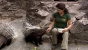 ARD/rbb PANDA, GORILLA & CO. (FOLGE 308), "Geschichten aus dem Zoo Berlin und dem Tierpark Berlin", Die Tierpflegerin Marzanna Glogowska bei den Stachelschweinen im Zoo Berlin.