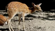 Sika-Hirsch im Tierpark Berlin.