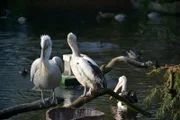 ARD/rbb PANDA, GORILLA & CO. FOLGE 309, "Geschichten aus dem Zoo Berlin und dem Tierpark Berlin", Die Krauskopfpelikane am Teich im Zoo Berlin.