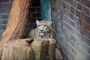 Die Schneeleopardin Maja im Tierpark Berlin.