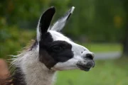 Lama im Tierpark Berlin.