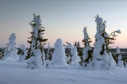 „Tykky“ nennen die Finnen diese Art von dickem, schwerem Schnee, der vor allem in Lappland ganze Bäume wie eine Decke umhüllt.
