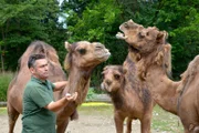 Pfleger Mario Barabasz bei den Dromedaren im Zoo Berlin.
