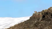 Zwei Pumajunge warten darauf, dass ihre Mutter von der Jagd zurückkehrt.