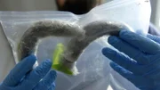 HSI Special Agent Patrick examines cocaine disguised as sausages. (National Geographic/Lucky 8 TV)