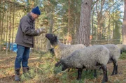Landwirtschaft lohnt sich auf den Schären schon lange nicht mehr. Lars Thunqvist hält dennoch Schafe.