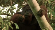 In Malaysia pflanzen Naturschützer Feigen für Orang-Utans.