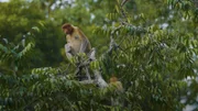 Seltene Nasenaffen profitieren von Wiederaufforstungen auf Borneo.