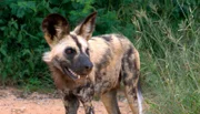 ARD/SWR DAS WAISENHAUS FÜR WILDE TIERE FOLGE 8, "Abenteuer Afrika", SWR Dokuserie mit 40 Folgen, deren Schauplatz die Tierrettungsstation "Harnas" am Rand der afrikanischen Kalahari-Wüste ist. Der Wildhundjunge Tom - sein bester Freund ist ein ganz normaler Hund!